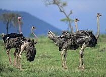 Ostrich (Struthio camelus) male and females, Masai Mara, Kenya