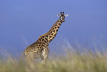 Masai Giraffe (Giraffa tippelskirchi) in savanna, Kenya