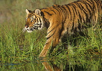 Siberian Tiger (Panthera tigris altaica) sub-adult walking through water, native to Russia