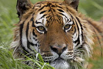 Siberian Tiger (Panthera tigris altaica), native to Russia