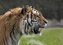 Siberian Tiger (Panthera tigris altaica), native to Russia