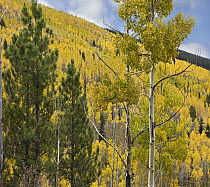 Quaking Aspen (Populus tremuloides) forest in autumn, Santa Fe National Forest, Sangre de Cristo Mountains, New Mexico