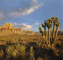 Joshua Tree (Yucca brevifolia) in desert, Spring Mountains, Red Rock Canyon National Conservation Area near Las Vegas, Nevada