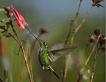 Sword-billed Hummingbird (Ensifera ensifera) feeding on flower nectar, Ecuador
