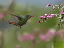 Rufous-tailed Hummingbird (Amazilia tzacatl) feeding on flower nectar, Costa Rica