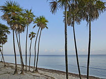 Palm trees on beach, Palmetto Bay, Roatan Island, Honduras