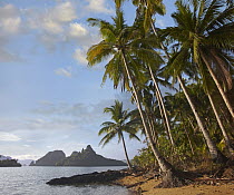 Palm trees on coast, Bacuit Bay near El Nido, Palawan, Philippines