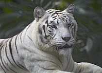 Bengal Tiger (Panthera tigris tigris) white morph