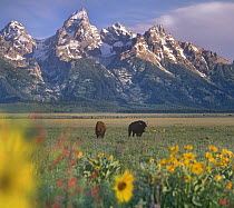 American Bison (Bison bison) pair, Antelope Flats, Grand Teton National Park, Wyoming