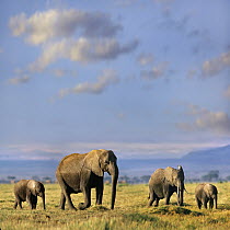 African Elephant (Loxodonta africana) mother, juvenile, and calves walking in savanna, Africa