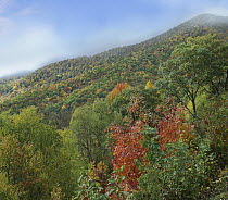 Deciduous forest in autumn, Blue Ridge Parkway, North Carolina