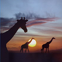 Masai Giraffe (Giraffa tippelskirchi) trio at sunrise, Masai Mara, Kenya, composite image