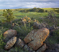 Rocks and grassland, Medicine Bow-Routt National Forest, Wyoming