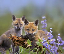 Red Fox (Vulpes vulpes) pups, Montana