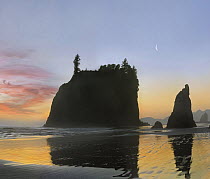 Seastacks silhouetted at sunset, Ruby Beach, Olympic National Park, Washington