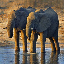 African Elephant (Loxodonta africana) sub-adults drinking at waterhole, Africa