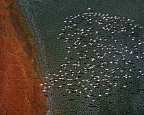 Lesser Flamingo (Phoenicopterus minor) flock flying, Lake Magadi, Kenya
