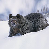 Grizzly Bear (Ursus arctos horribilis) cub in snow, Idaho