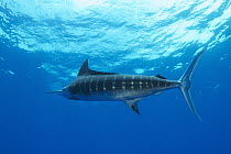 Blue Marlin (Makaira nigricans), Bahamas, Caribbean