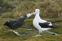 Wandering Albatross (Diomedea exulans) chick begging parent for food, Bird Island, South Georgia Island
