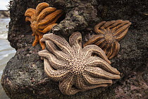 Eleven-armed Sea Star (Coscinasterias calamaria) group at low tide, Paparoa National Park, New Zealand