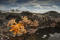 Eleven-armed Sea Star (Coscinasterias calamaria) group on coastal rocks at low tide, Paparoa National Park, New Zealand