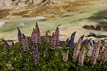 Lupine (Lupinus sp) flowering near Cave Stream, Castle Hill, Canterbury, New Zealand