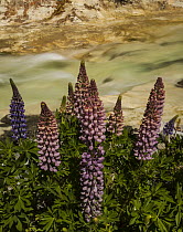 Lupine (Lupinus sp) flowering near Cave Stream, Castle Hill, Canterbury, New Zealand