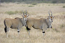 Eland (Taurotragus oryx) pair, Masai Mara, Kenya