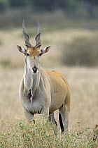 Eland (Taurotragus oryx) sub-adult male, Masai Mara, Kenya