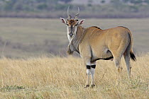 Eland (Taurotragus oryx) male, Masai Mara, Kenya