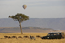 Blue Wildebeest (Connochaetes taurinus) herd with Burchell's Zebra (Equus burchellii) and tourists in landrover and hot air balloon, Masai Mara, Kenya