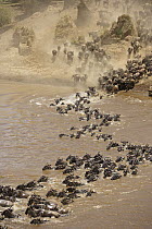 Blue Wildebeest (Connochaetes taurinus) herd crossing Mara River, Masai Mara, Kenya