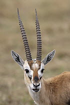 Thomson's Gazelle (Eudorcas thomsonii) male, Masai Mara, Kenya