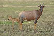 Topi (Damaliscus lunatus) mother with calf, Masai Mara, Kenya