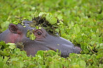 Hippopotamus (Hippopotamus amphibius) in water lettuce, Masai Mara, Kenya