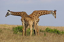 Masai Giraffe (Giraffa tippelskirchi) males fighting, Masai Mara, Kenya
