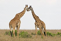 Masai Giraffe (Giraffa tippelskirchi) males fighting, Masai Mara, Kenya