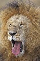 African Lion (Panthera leo) male yawning, Masai Mara, Kenya