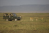 African Lion (Panthera leo) lioness and cubs near tourists, Masai Mara, Kenya