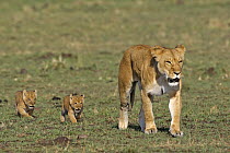 African Lion (Panthera leo) mother with cubs, Masai Mara, Kenya