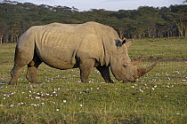 White Rhinoceros (Ceratotherium simum) male grazing, Lake Nakuru National Park, Kenya