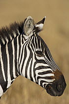 Burchell's Zebra (Equus burchellii), Masai Mara, Kenya
