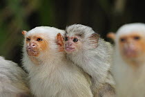 Silvery Marmoset (Callithrix argentata) mother with young, native to Brazil