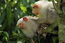 Silvery Marmoset (Callithrix argentata) pair grooming, native to Brazil