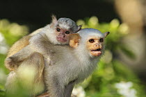 Silvery Marmoset (Callithrix argentata) mother carrying young, native to Brazil