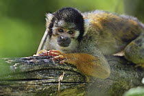Bolivian Squirrel Monkey (Saimiri boliviensis) female, native to Peru
