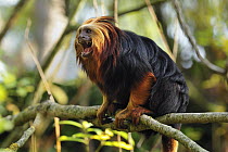 Golden-headed Lion Tamarin (Leontopithecus chrysomelas) calling, native to Brazil