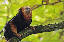 Golden-headed Lion Tamarin (Leontopithecus chrysomelas) in tree, native to Brazil