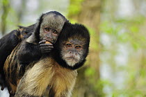 Yellow-breasted Capuchin (Cebus xanthosternos) mother with young feeding, native to Brazil